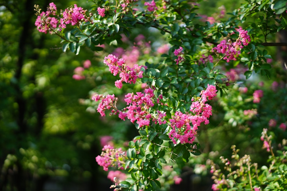 un bouquet de fleurs roses qui sont sur un arbre