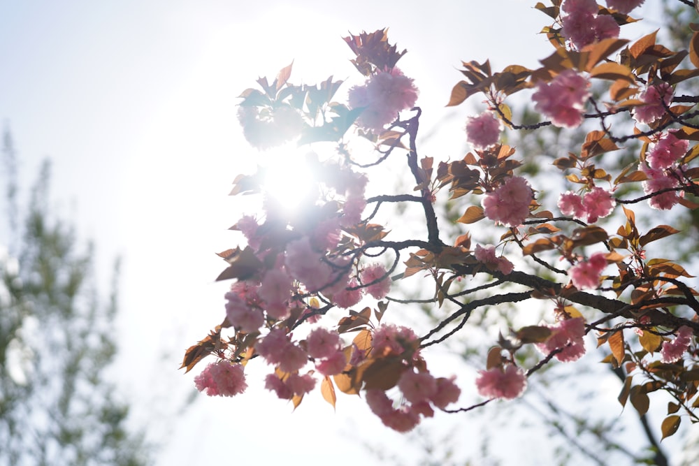 the sun shines through the branches of a flowering tree