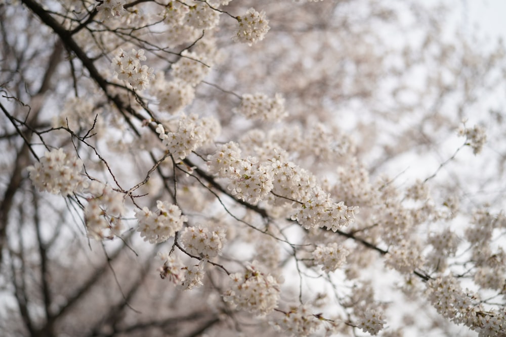 a branch of a tree with white flowers