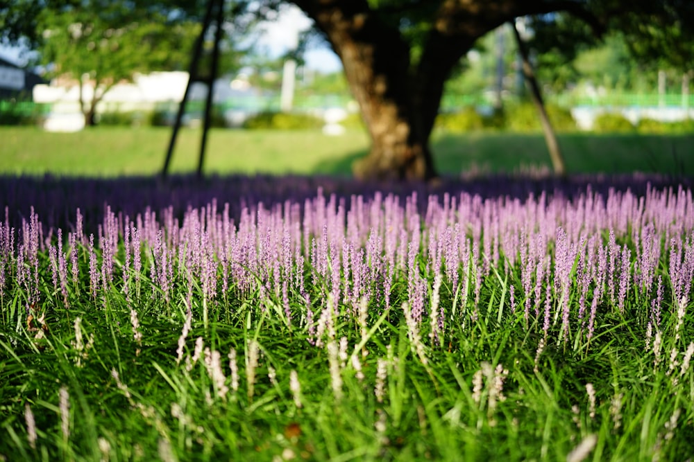 a field full of purple flowers next to a tree