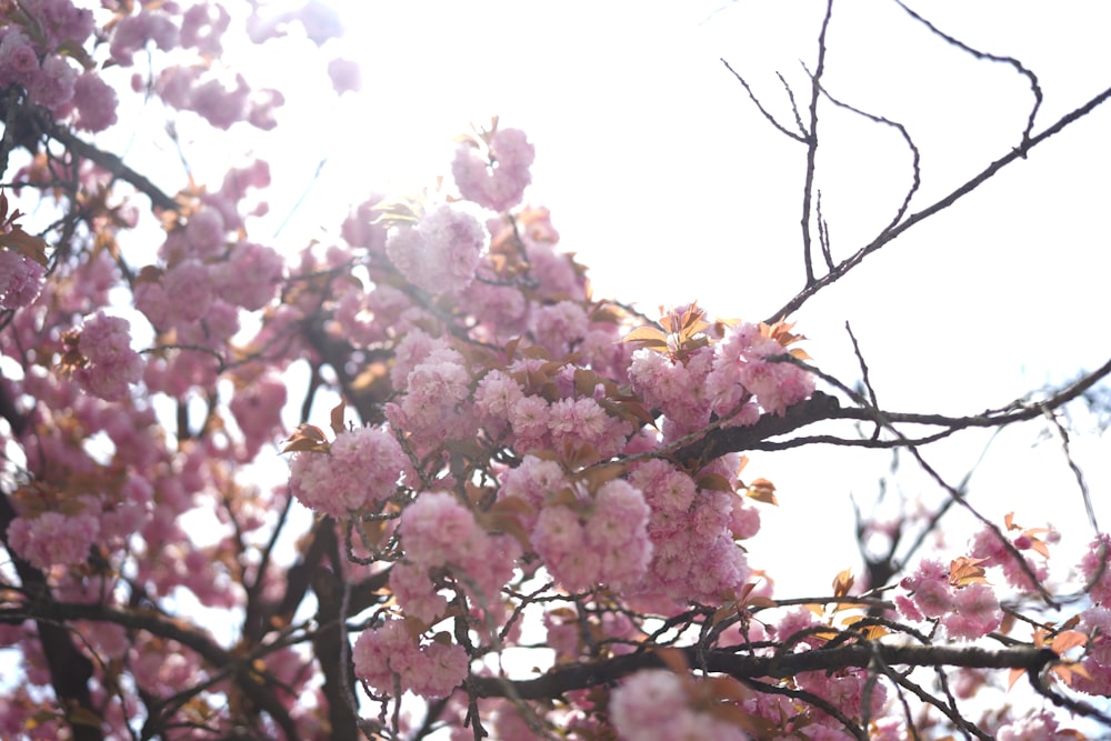 a tree with lots of pink flowers on it