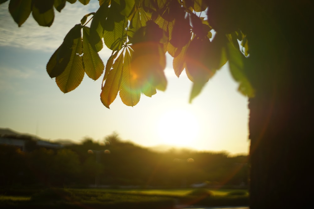 the sun is shining through the leaves of a tree