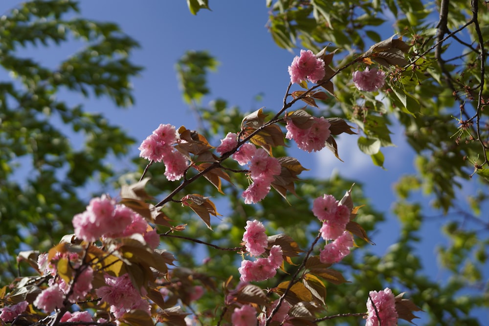 pink flowers blooming on the branches of a tree