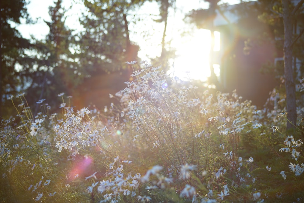 the sun is shining through the trees and flowers