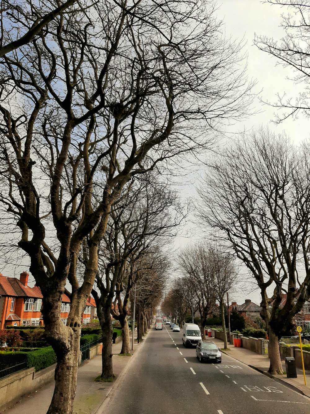 a street lined with trees and parked cars