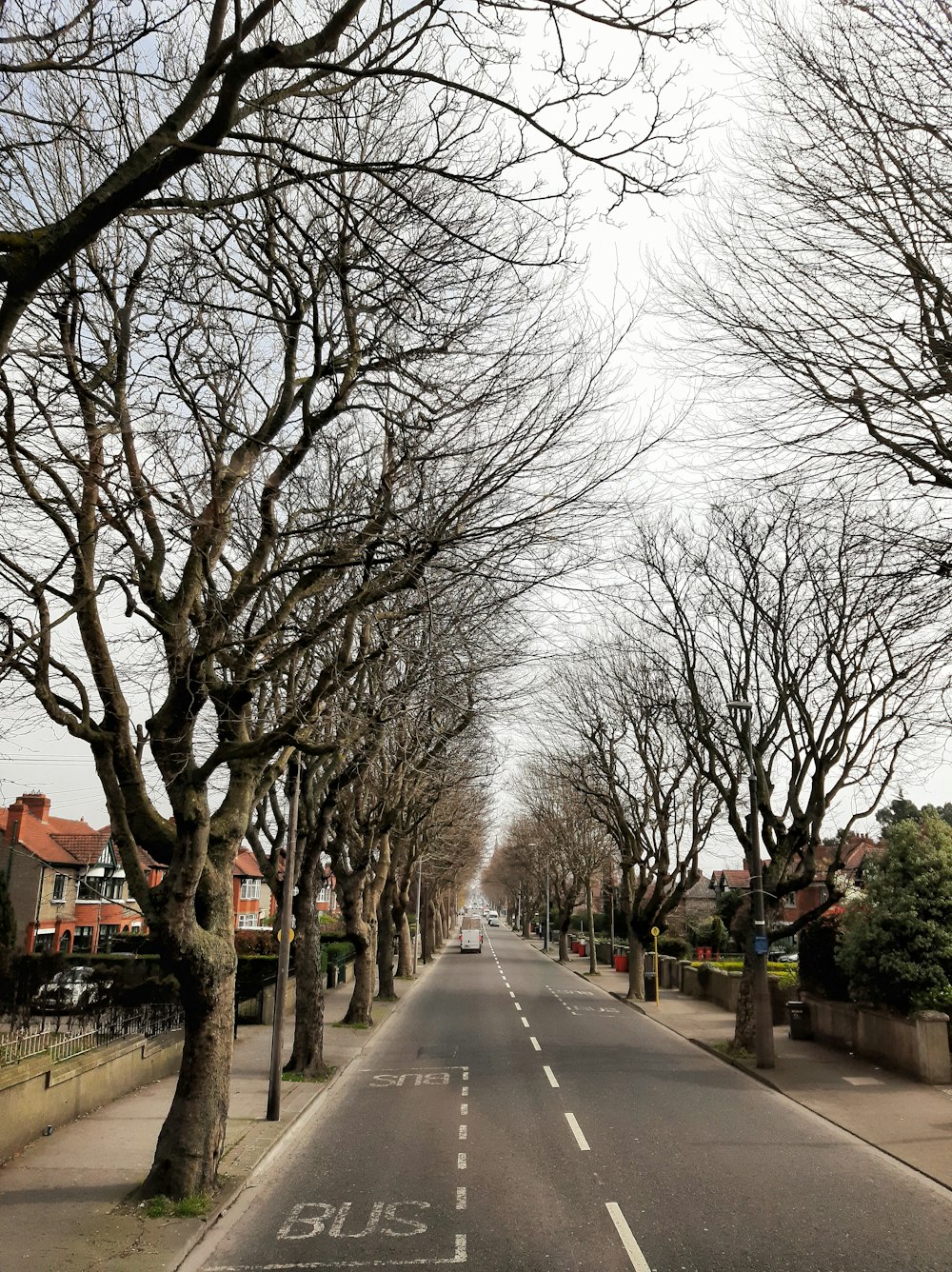 a street lined with bare trees and houses