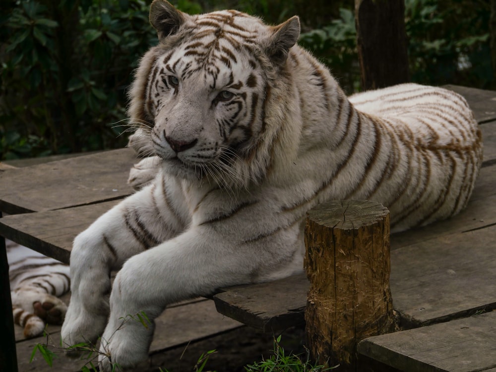 a white tiger laying on top of a wooden platform