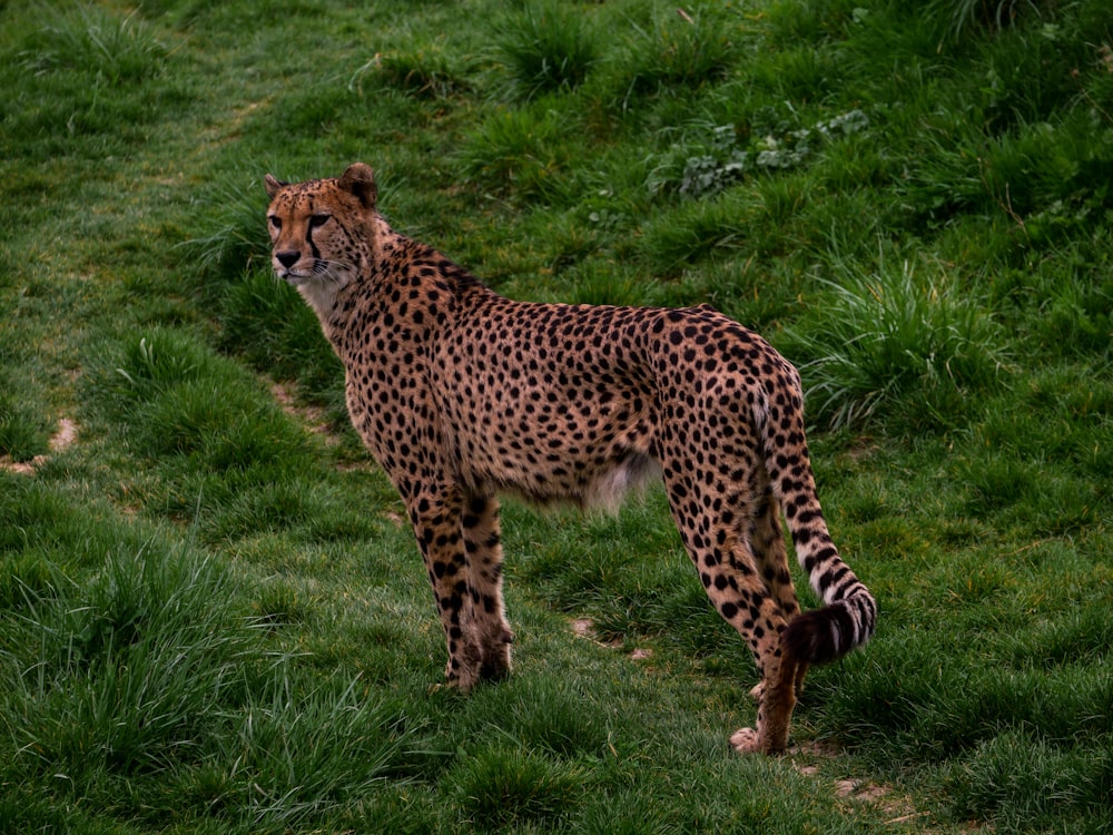 a cheetah standing in a grassy field