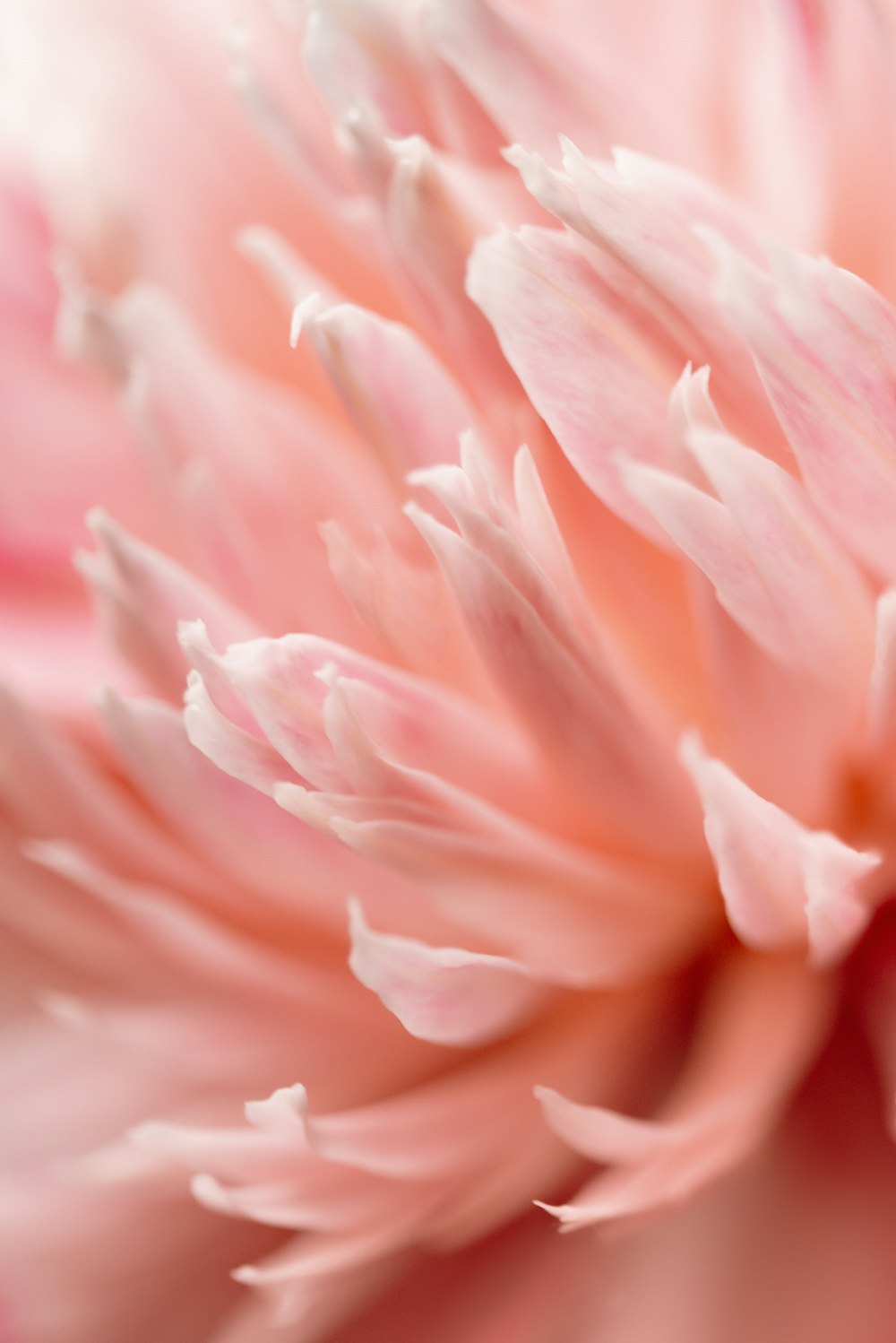 a close up view of a pink flower