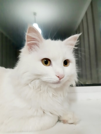 A fluffy British Longhair cat with deep amber eyes lounging gracefully on a cozy windowsill.