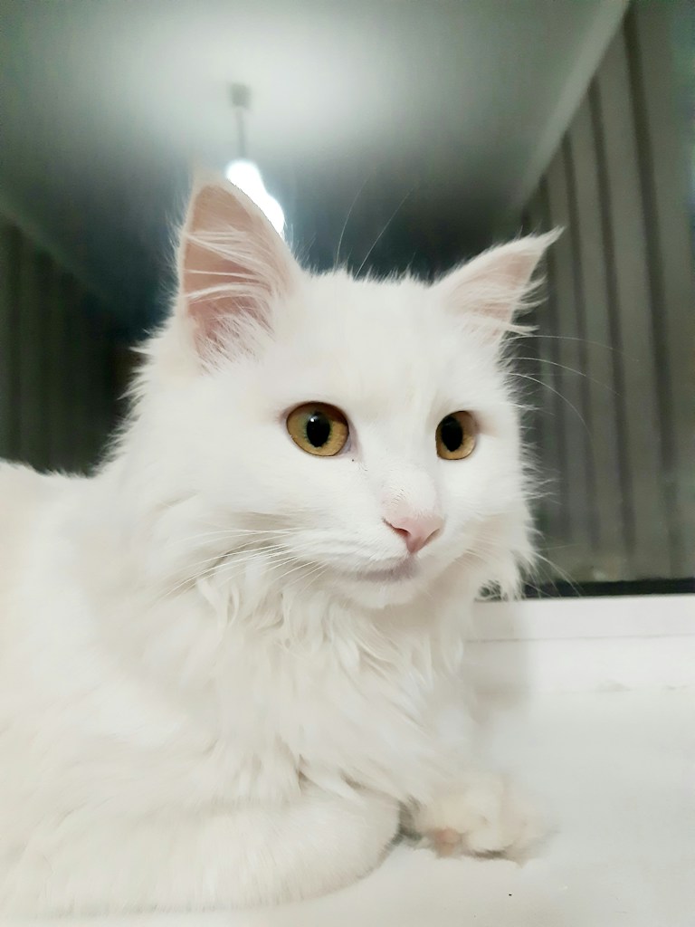 Silver British Shorthair