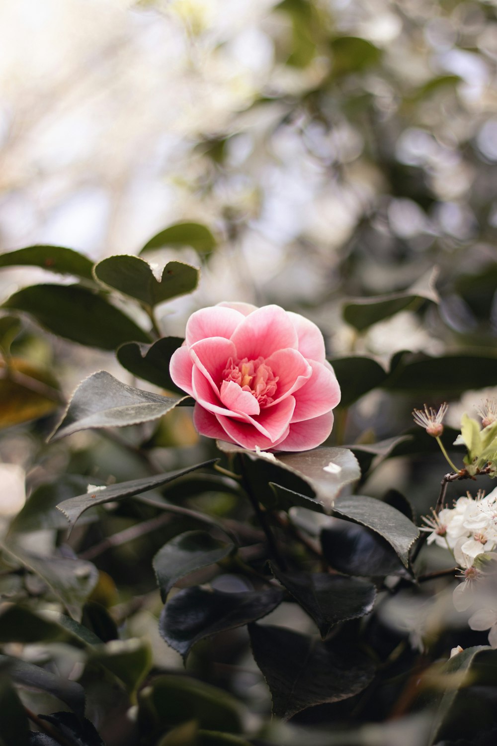 a pink flower is blooming on a tree