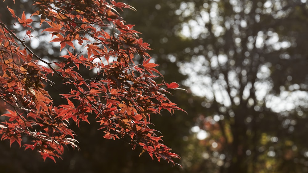 a tree with red leaves in front of some trees