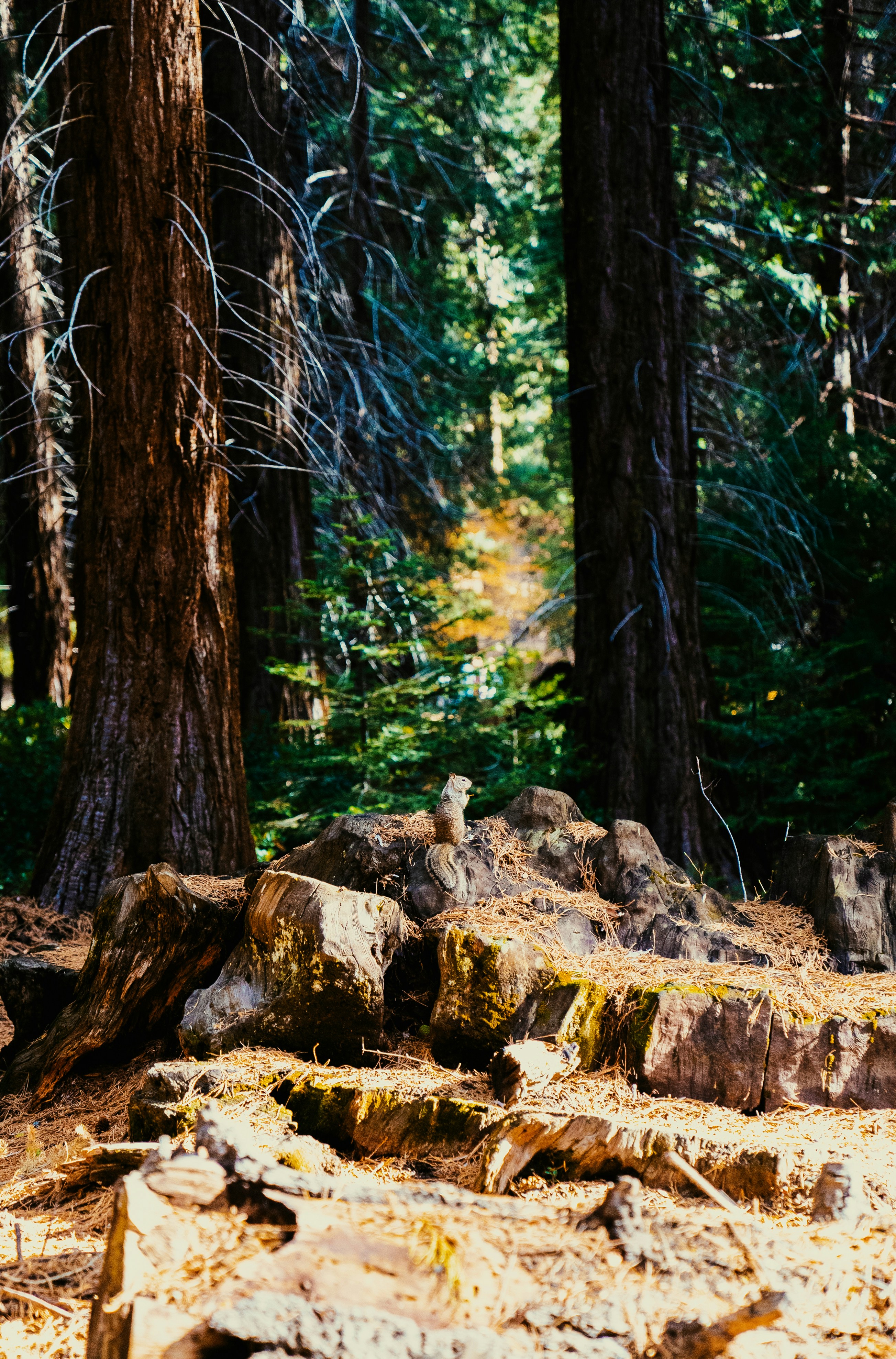 Photo by evanthewise