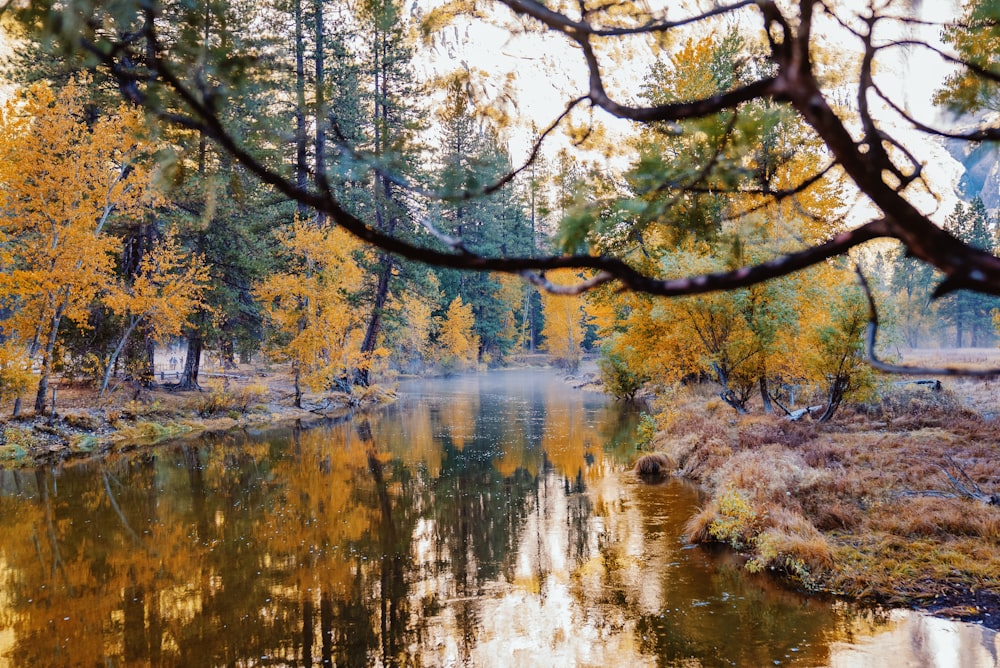 a body of water surrounded by trees with yellow leaves