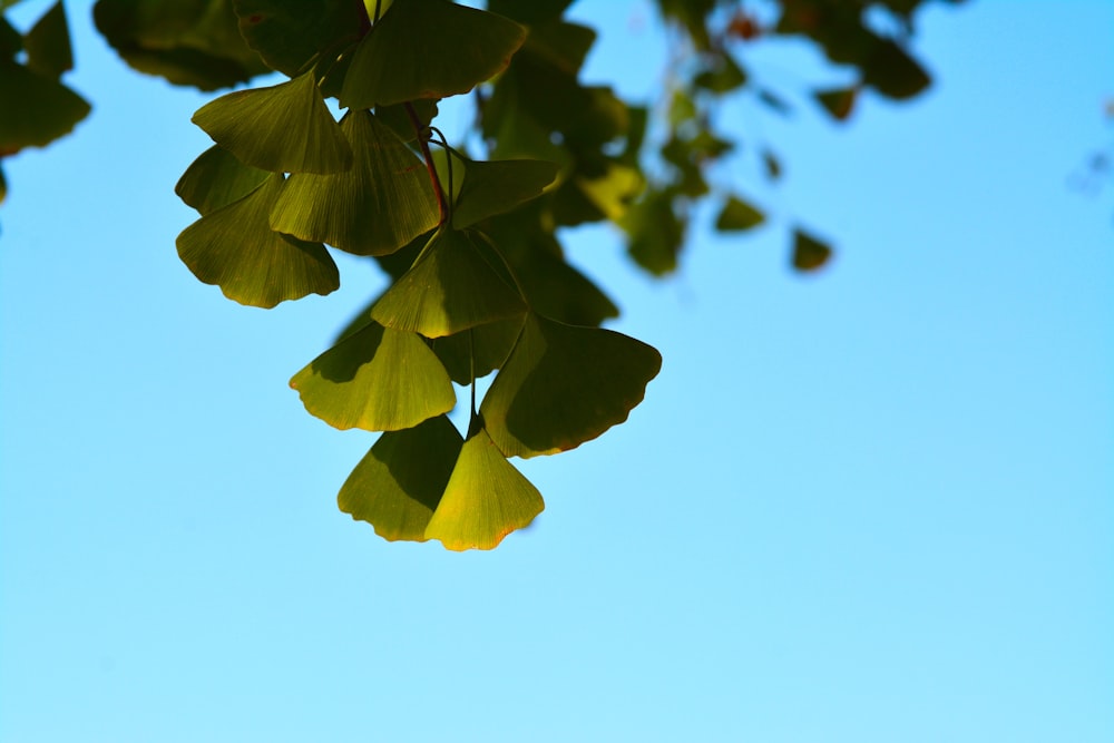 the leaves of a tree against a blue sky