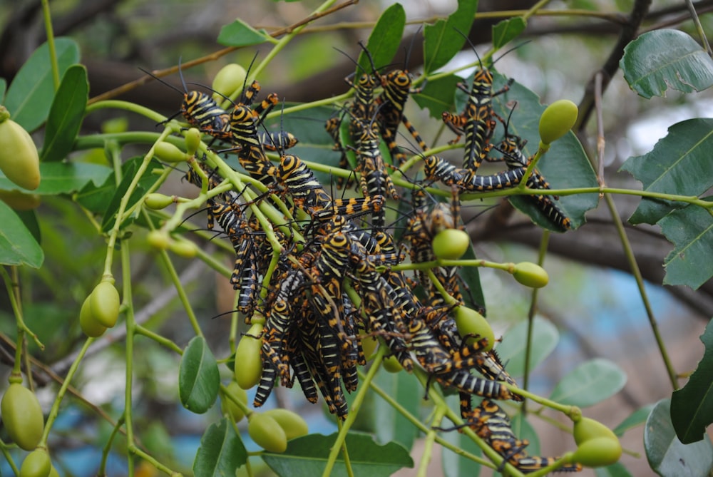 a bunch of caterpillars on a tree branch