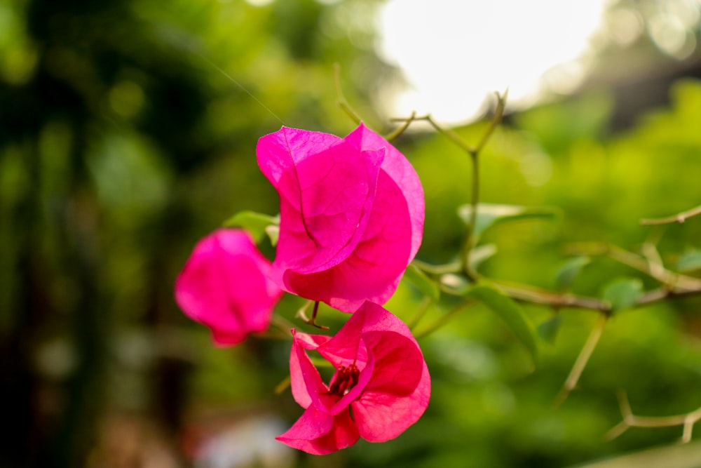 a close up of a pink flower on a tree