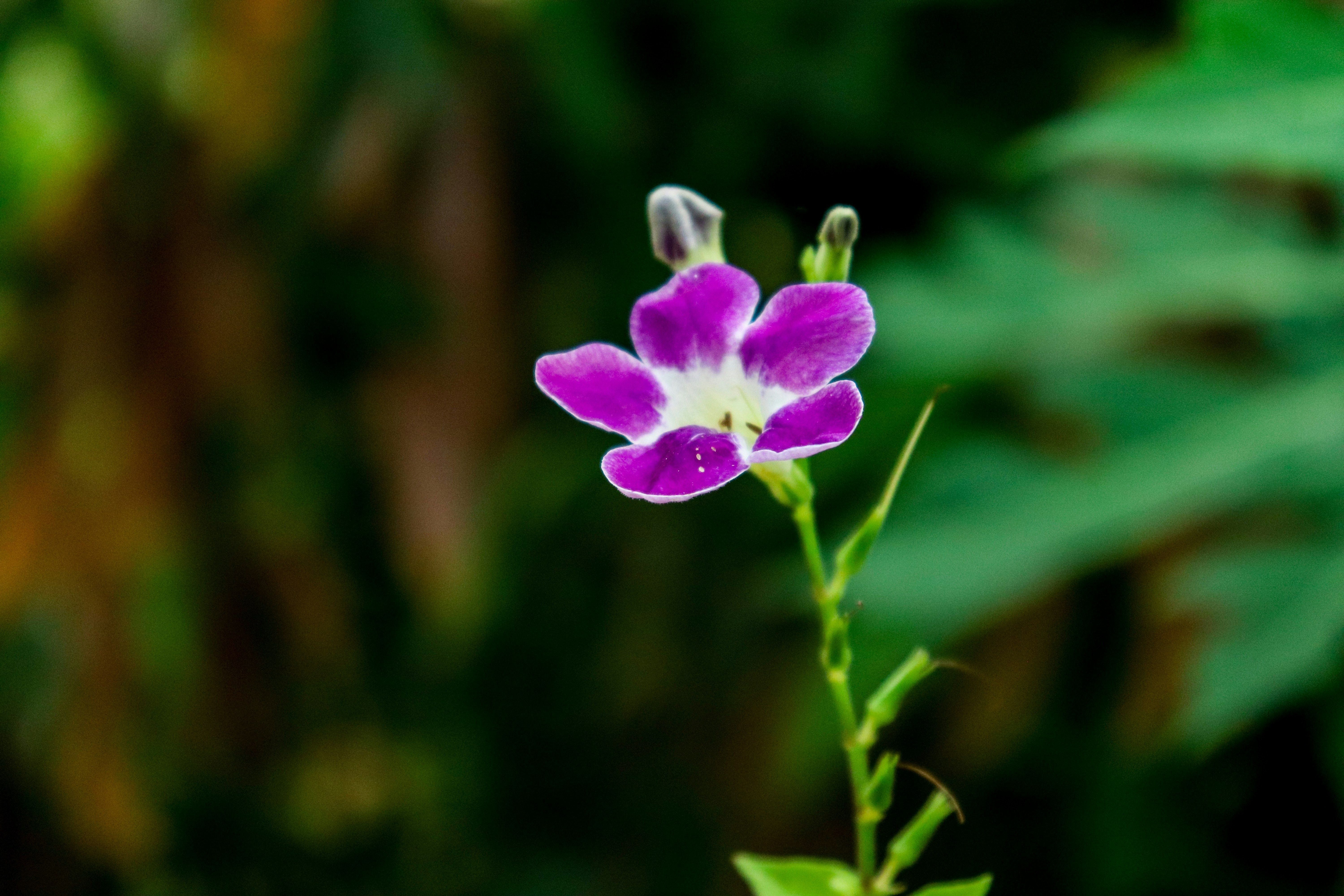 Photo by shanavas360