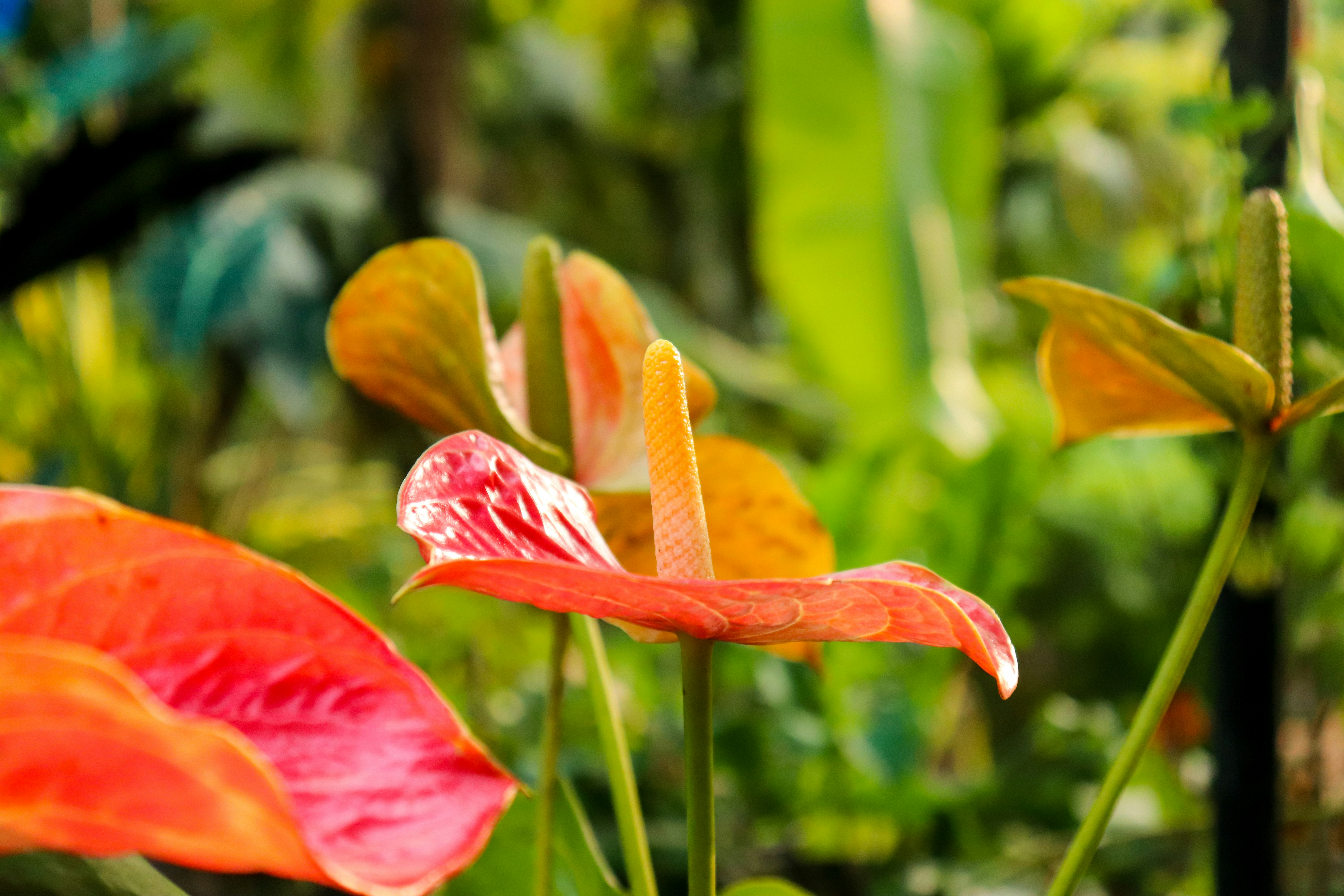 Photo by shanavas360