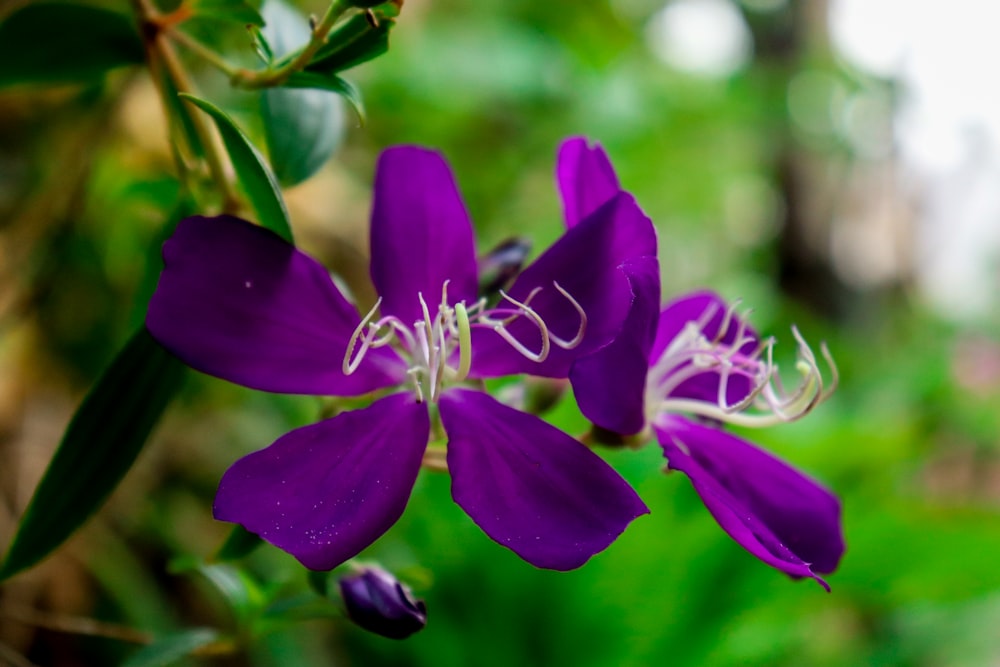 a close up of a purple flower on a plant