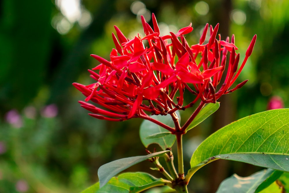 a close up of a red flower on a tree