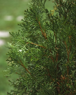 a bird perched on top of a tree branch