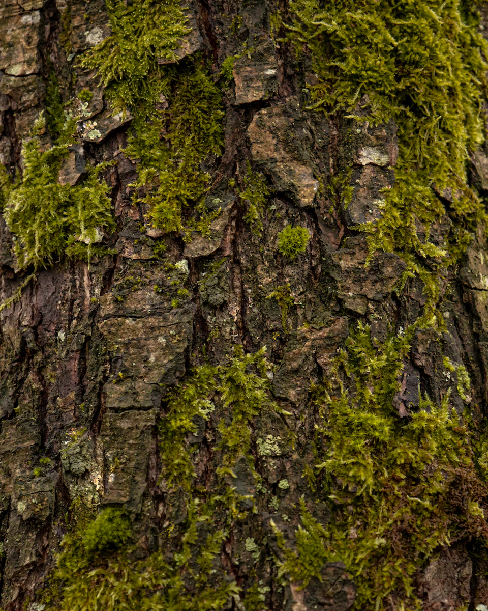 Close-up view of a tree trunk covered in moss and lichen on gray background