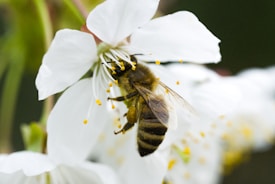 A honeybee is collecting nectar from a white flower, with pollen visible on the bee's legs and the flower's stamens.