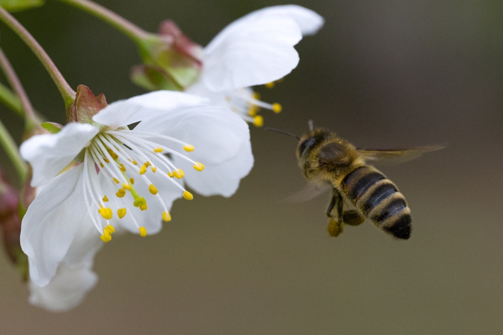 uma abelha voando em direção a uma flor branca