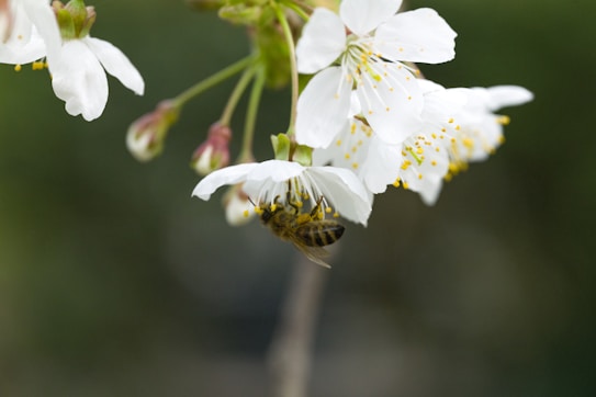 A close-up image of a bee collecting nectar from a cluster of delicate white blossoms with yellow stamens. The background is softly blurred, making the flowers and bee stand out sharply in the foreground.