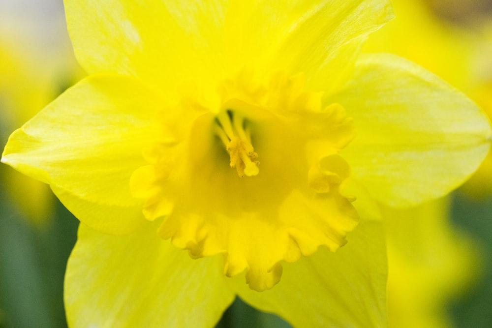 Gros plan d’une fleur jaune avec un arrière-plan flou