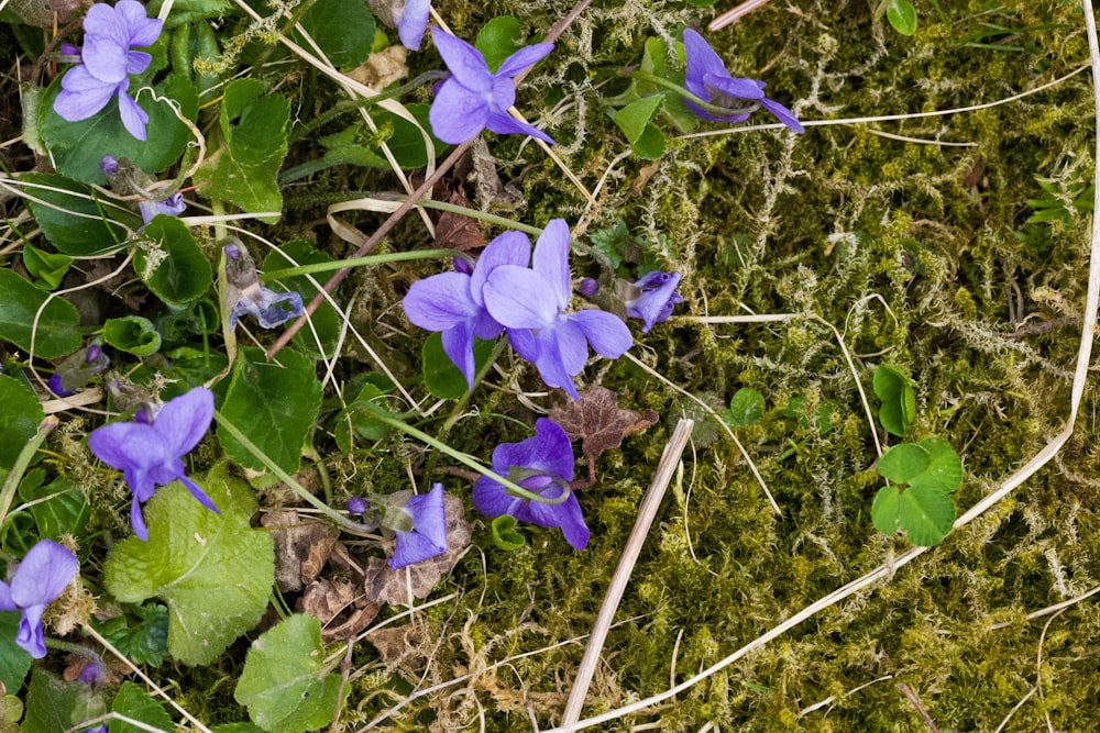 a group of purple flowers growing on a mossy ground