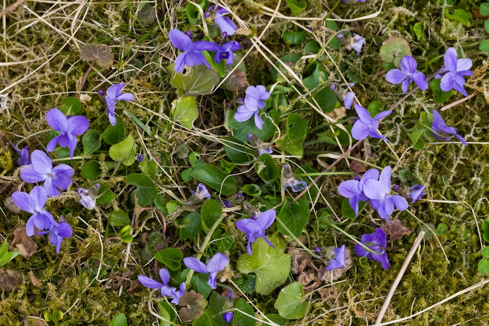 a group of purple flowers growing on a patch of grass