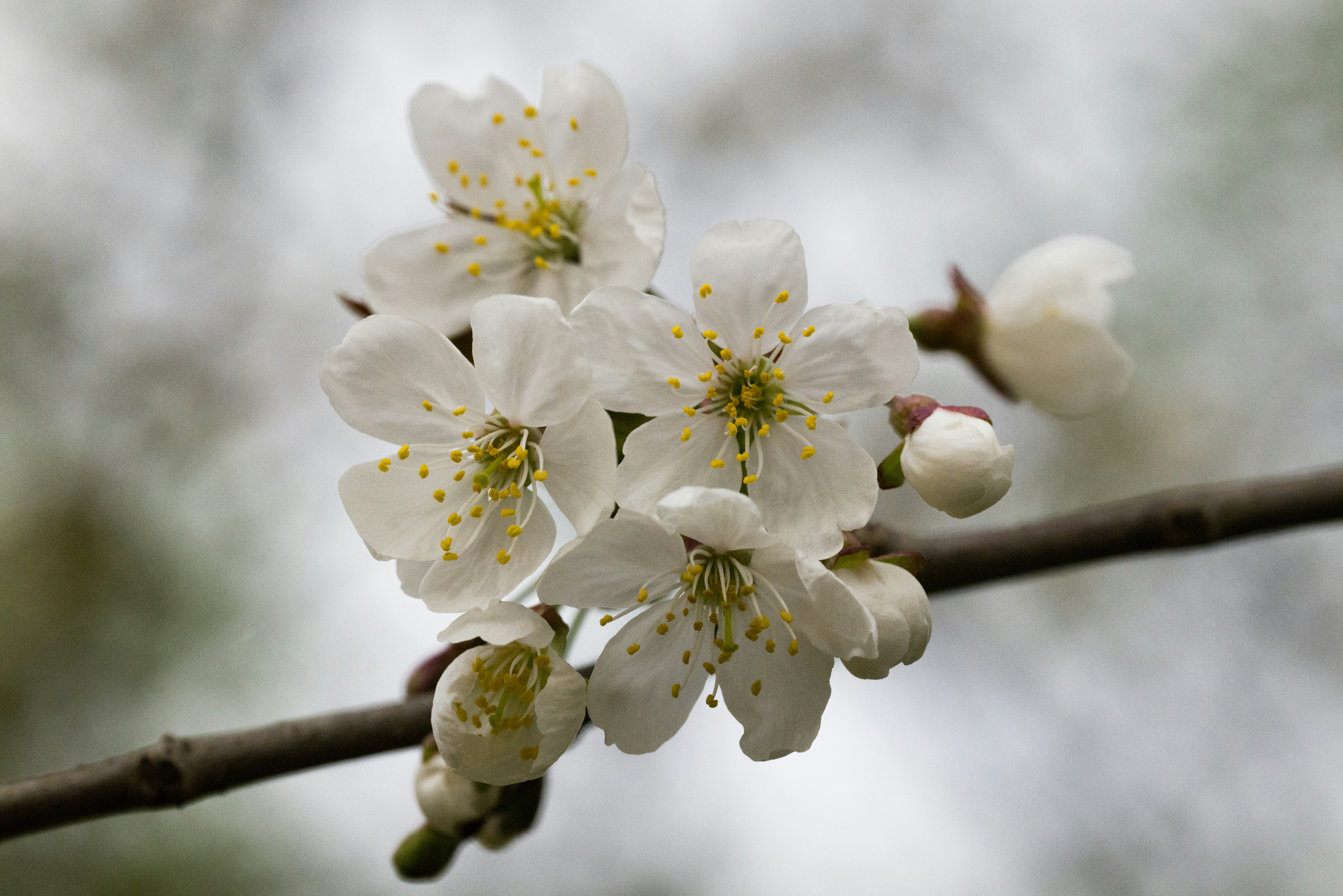 Photo by georgeiermann