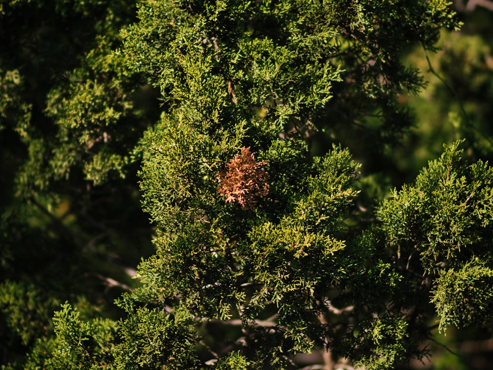 a bird is sitting in the middle of a tree