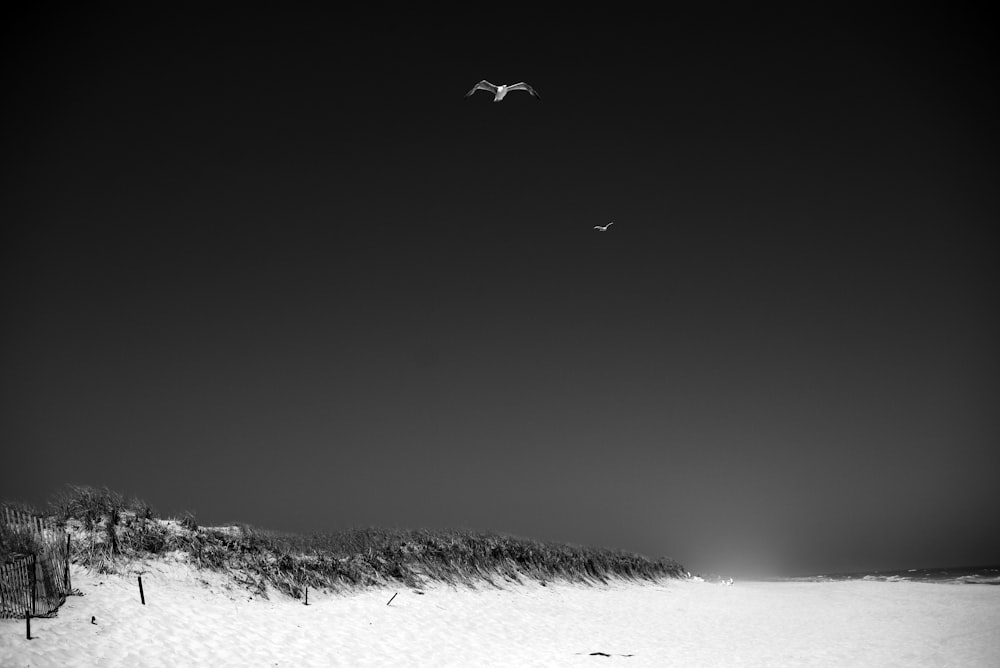 two birds flying in the sky over a beach