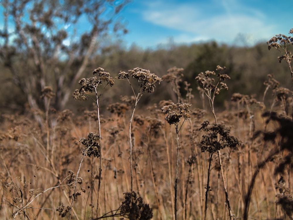 a field of dry grass with trees in the background