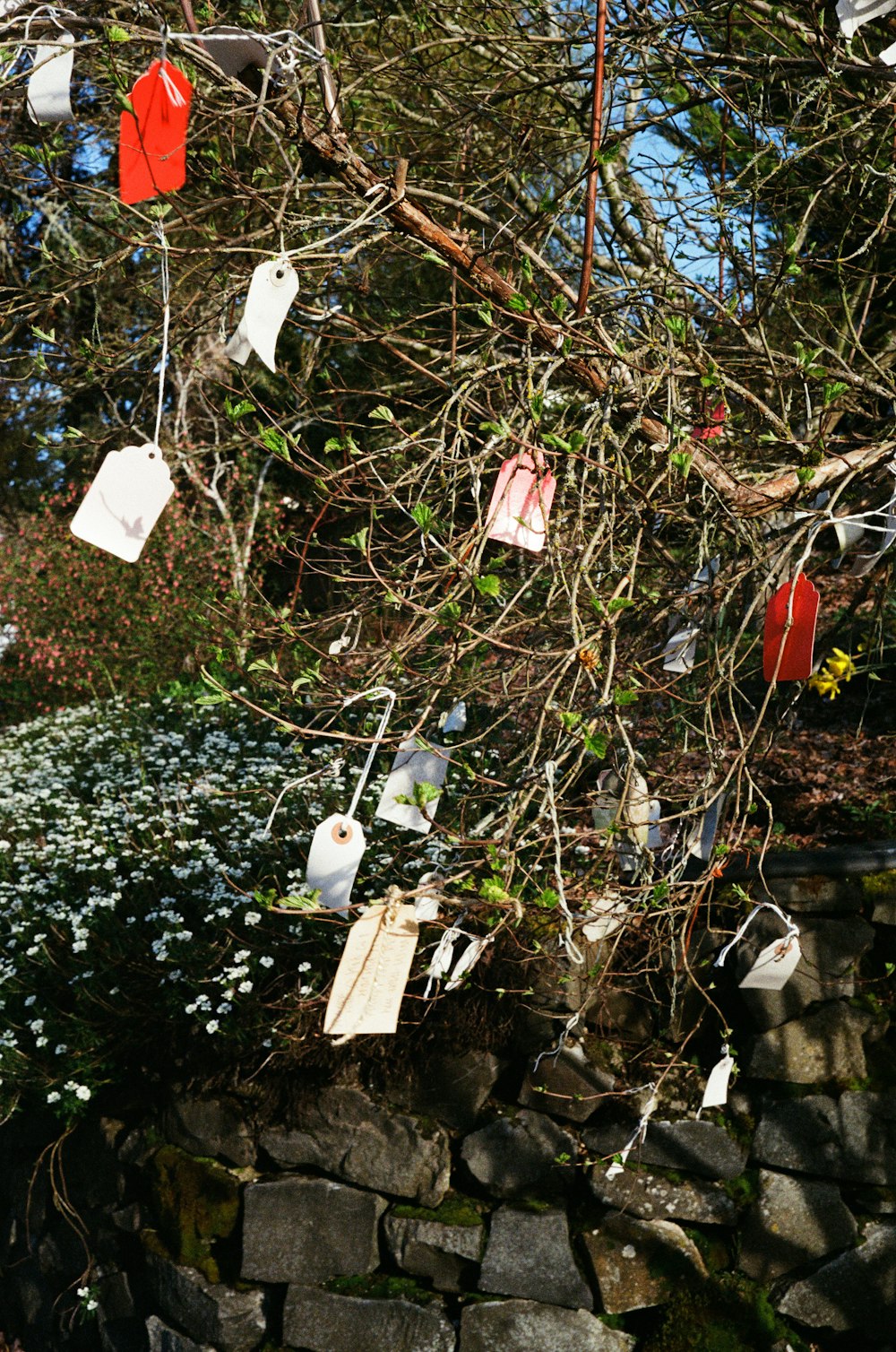 a bunch of tags hanging from a tree