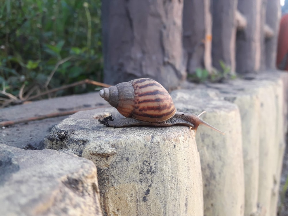 a snail sitting on top of a stone wall