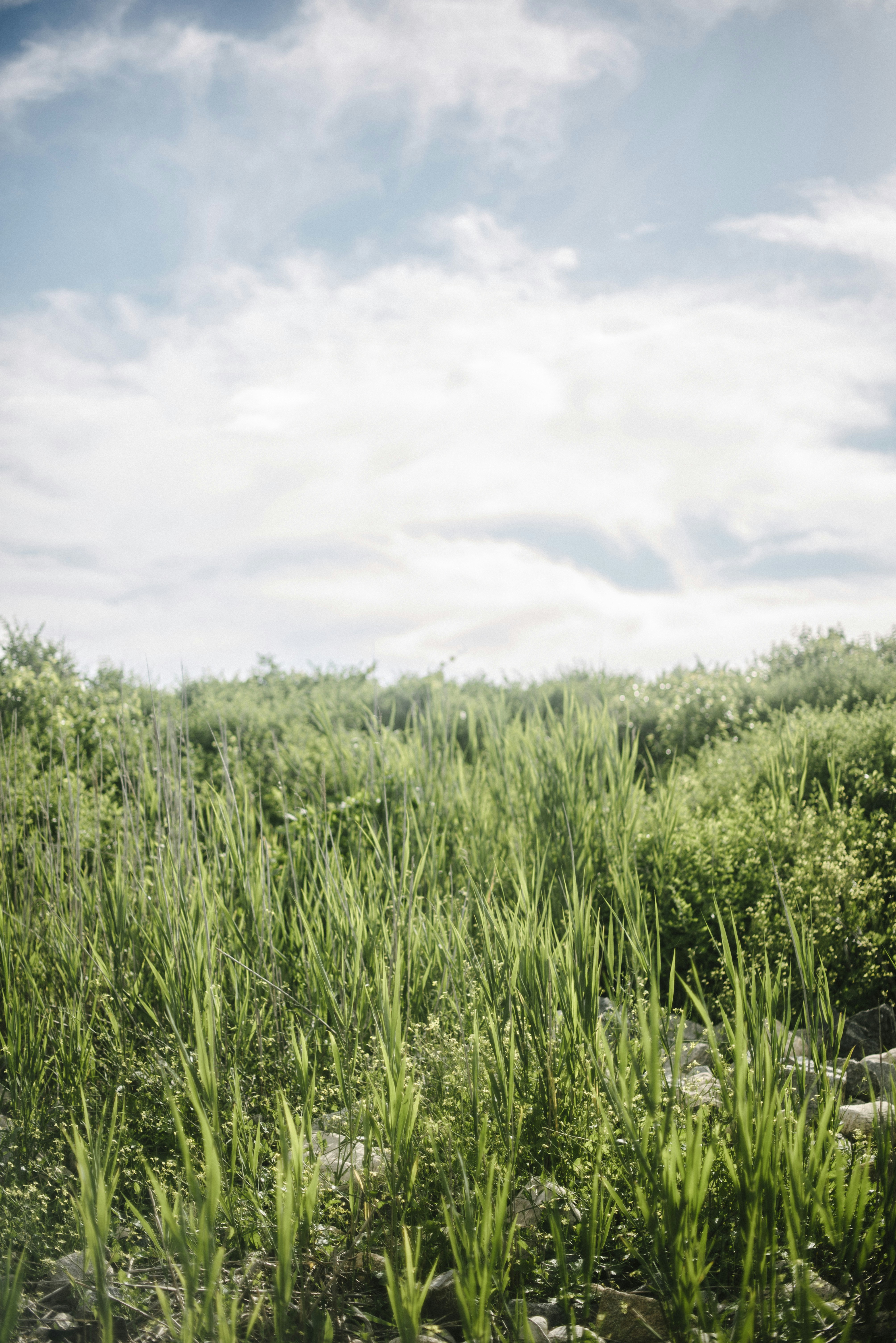a field of tall green grass under a cloudy blue sky