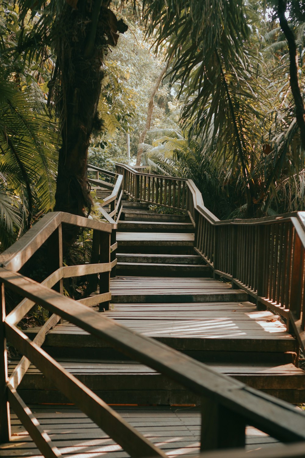 a set of wooden stairs leading to a forest