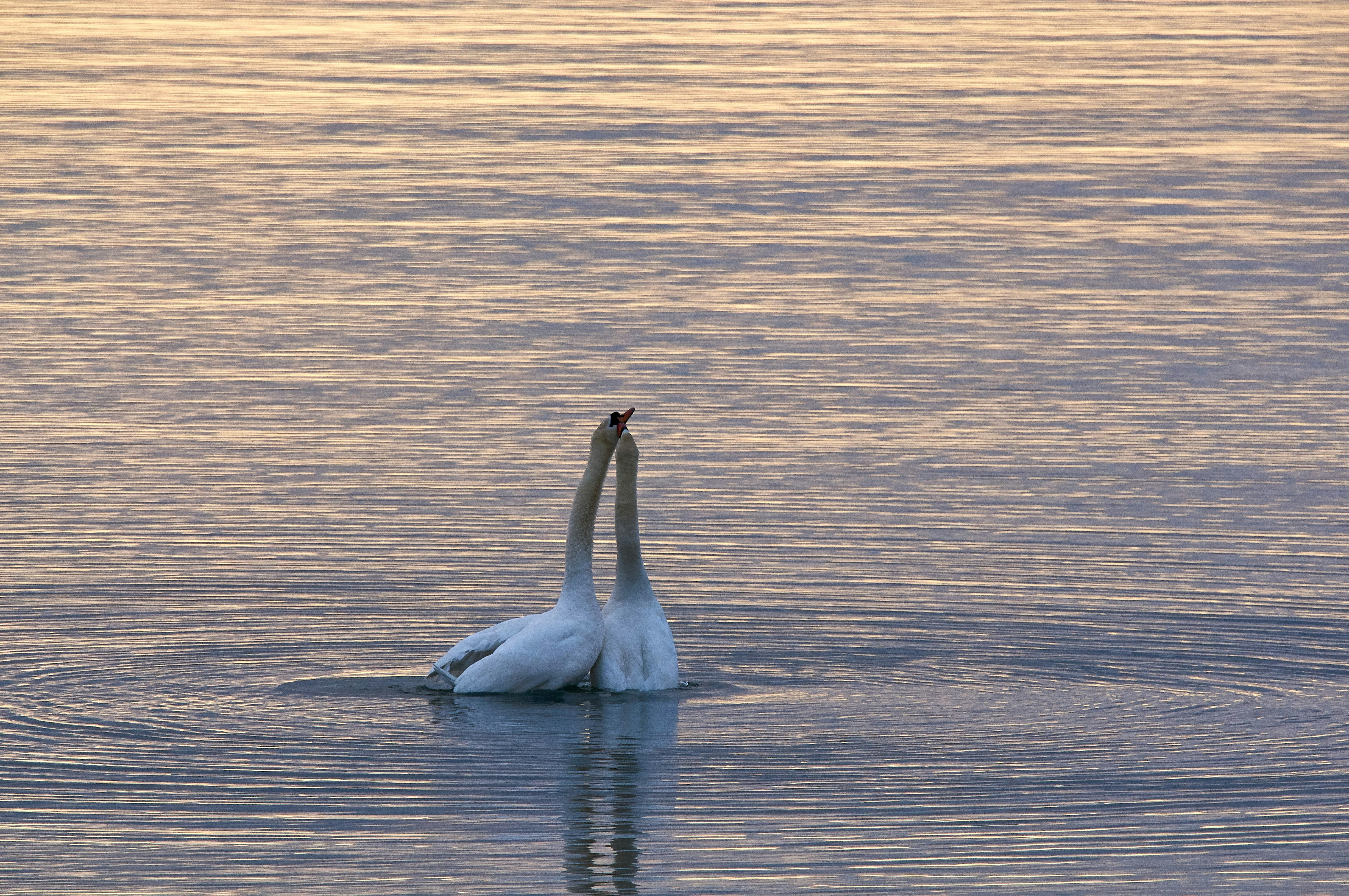 Photo by wolfgang_hasselmann