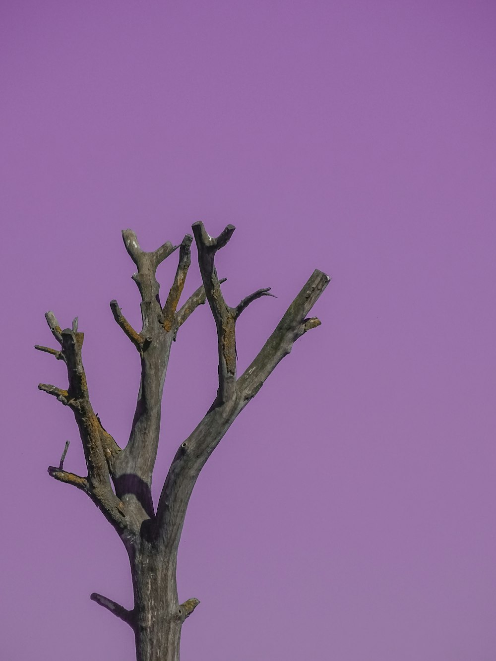 a tree with no leaves and a purple sky in the background