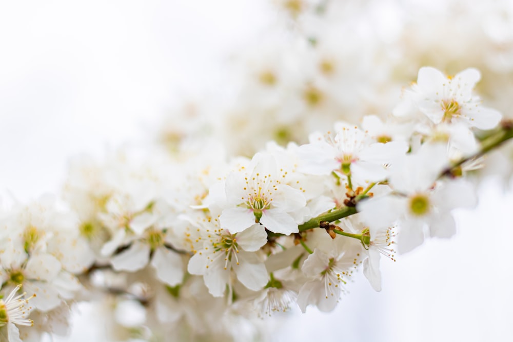 a close up of a branch with white flowers