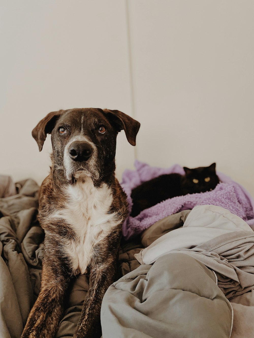 a dog laying on a bed next to a black cat