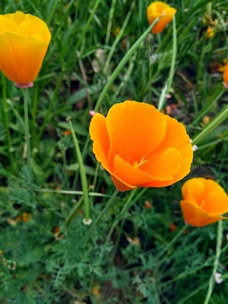a group of orange flowers in a field