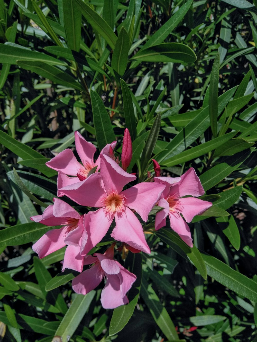 a pink flower with green leaves in the background