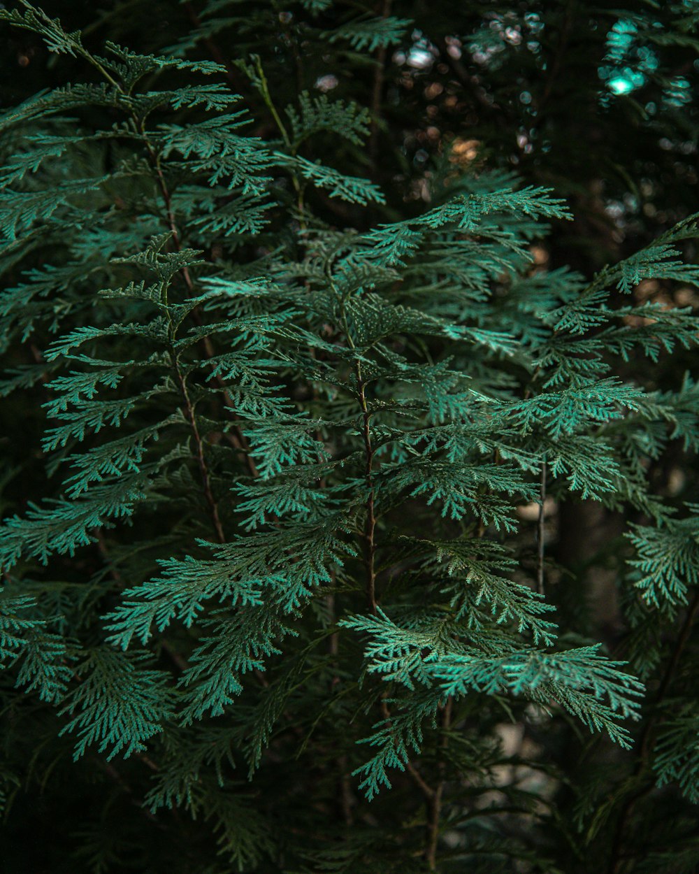 a close up of a pine tree with green needles