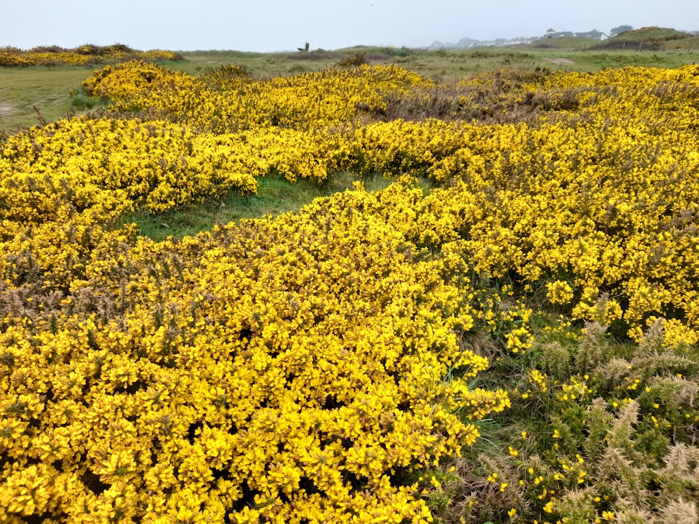 a field full of yellow flowers on a sunny day